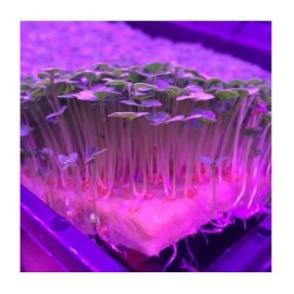 Cress_Plate2